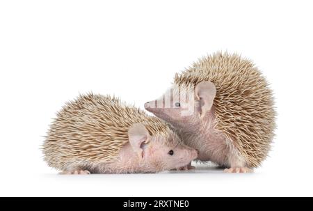 Coppia maschile e femminile Lesser Tenrecs, in piedi insieme. Isolato su sfondo bianco. Foto Stock