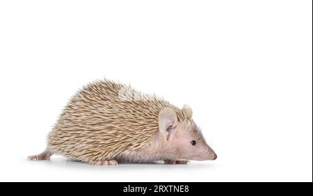 Coppia femminile Lesser Tenrec, in piedi lateralmente. Isolato su sfondo bianco. Foto Stock