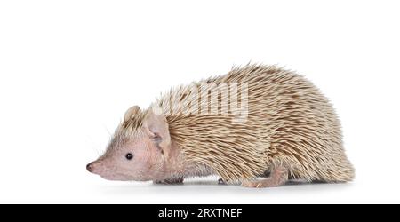 Coppia femminile Lesser Tenrec, in piedi lateralmente. Isolato su sfondo bianco. Foto Stock