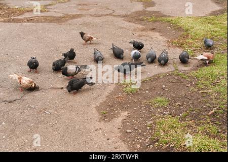 un gruppo di piccioni sull'asfalto Foto Stock