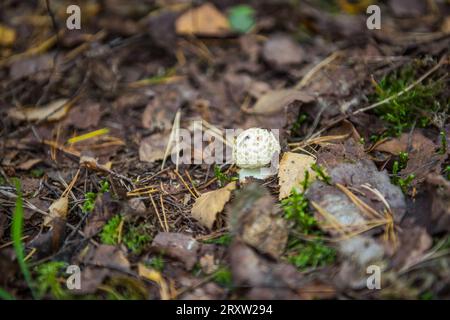 White fly agaric, Amanita verna. Il fungo cresce nella foresta nelle foglie autunnali Foto Stock