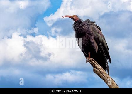 Il Northern Bald Ibis contro il cielo estivo. Questo uccello molto raro è indigeno del Nord Africa e ne sono rimasti pochissimi in natura. Ora è sul Foto Stock