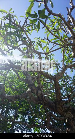 Twigs a Uluwatu Bali Indonesia Foto Stock