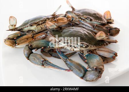 Granchio blu nel piatto, gruppo di granchi blu ingrediente in cucina. Foto Stock