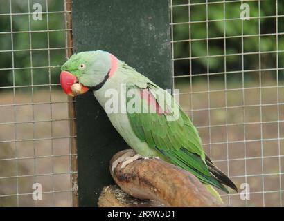 Un uccello Ringneck Parakeet Parrot che mangia un kernel di arachidi. Foto Stock