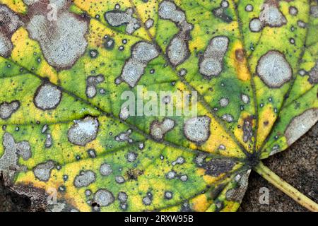Foglie di Sycamore in decadenza (Acer pseudoplatanus) colpite da Tar Spot Fungus in autunno, Teesdale, County Durham, Regno Unito Foto Stock