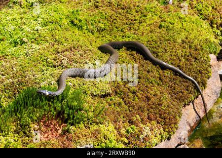 Serpente d'erba su un muschio verde nella foresta. Sfondo naturale Foto Stock