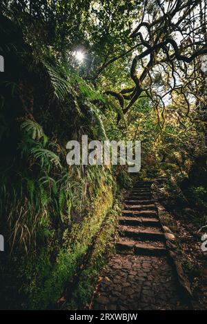 Vista panoramica di alberi e rami che sovrastano gli antichi scalini di pietra di un sentiero escursionistico, Levada das 25 Fontes, Madeira, Portogallo Foto Stock