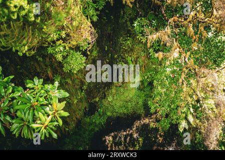 Vista ravvicinata dei pendii ripidi di una gola sulle montagne di Madeira, in Portogallo, con piccole gocce di acqua sorgiva che cadono a cascata Foto Stock