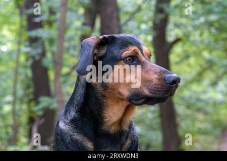 ritratto di cane nella foresta, mix di razza nella foresta Foto Stock