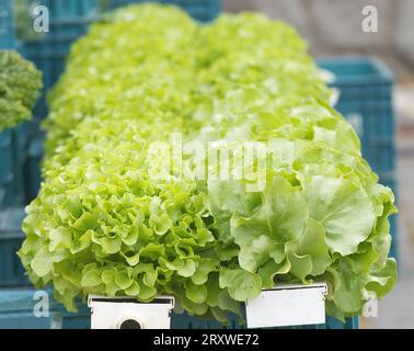 Teste di lattuga verde fresca in vendita presso una bancarella del mercato agricolo nel centro di Praga Foto Stock