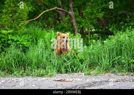 grizzly fa leva sul salmone nel lago Kurile, Kamchtka, Russia Foto Stock