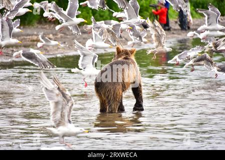 grizzly fa leva sul salmone nel lago Kurile, Kamchtka, Russia Foto Stock