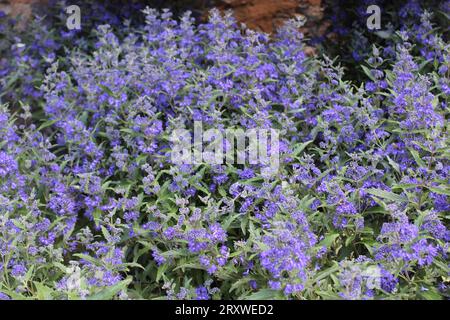 bluebeard fiorente nel giardino Foto Stock