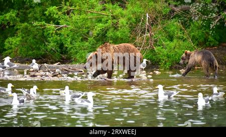 grizzly fa leva sul salmone nel lago Kurile, Kamchatka, Russia Foto Stock