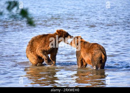 grizzly orsi di freddo nel lago Kurile, Kamatchka, Russia Foto Stock