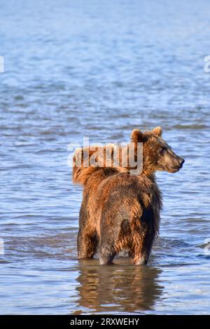 grizzly orsi di freddo nel lago Kurile, Kamchatka, Russia Foto Stock