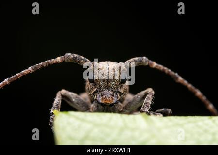 Il coleottero longicorno vive nelle piante selvatiche Foto Stock