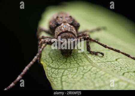 Il coleottero longicorno vive nelle piante selvatiche Foto Stock