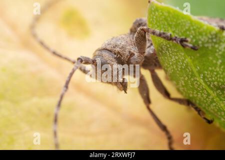 Il coleottero longicorno vive nelle piante selvatiche Foto Stock