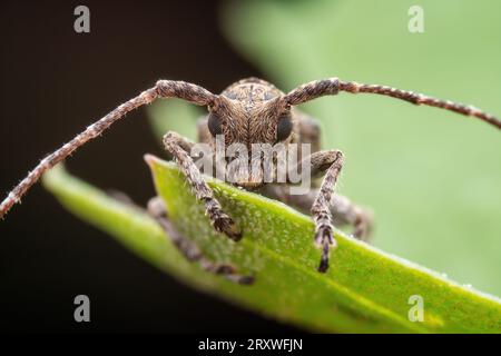 Il coleottero longicorno vive nelle piante selvatiche Foto Stock