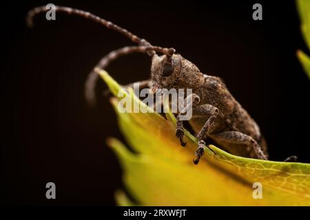 Il coleottero longicorno vive nelle piante selvatiche Foto Stock