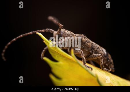 Il coleottero longicorno vive nelle piante selvatiche Foto Stock