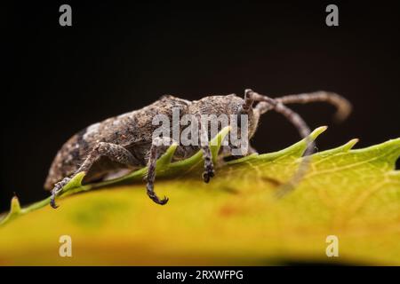 Il coleottero longicorno vive nelle piante selvatiche Foto Stock