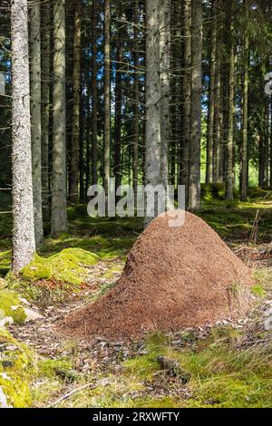 Antracite in una foresta di abeti rossi Foto Stock