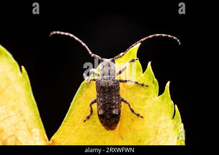 Il coleottero longicorno vive nelle piante selvatiche Foto Stock