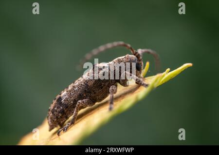 Il coleottero longicorno vive nelle piante selvatiche Foto Stock