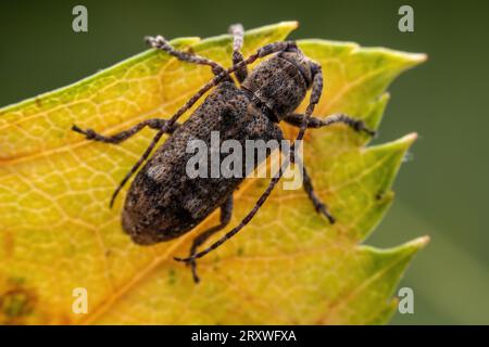 Il coleottero longicorno vive nelle piante selvatiche Foto Stock