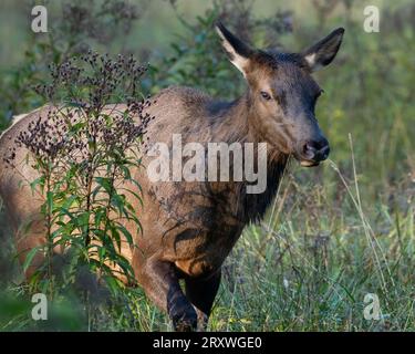 Un alce mucca che si muove attraverso l'erba alta in settembre. Foto Stock