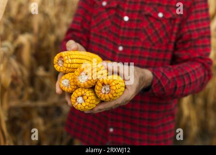 Primo piano delle mani degli agricoltori anziani che tengono le pannocchie di mais durante il raccolto Foto Stock