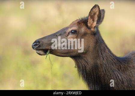 Un alce mucca si ferma mentre si mangia erba. Foto Stock