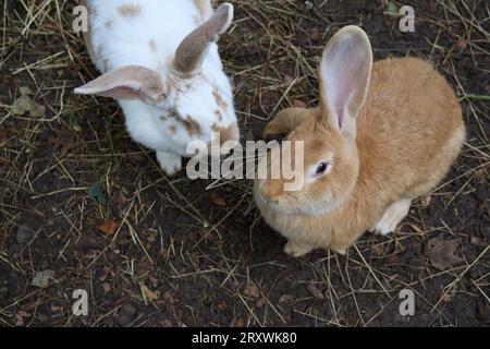 Un paio di conigli giganti fiamminghi, Oryctolagus cuniculus domesticus, nel Lincolnshire Foto Stock