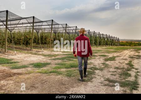 Vista posteriore dell'agricoltore anziano che cammina verso il moderno frutteto di mele con rete protettiva dalla grandine durante il raccolto Foto Stock