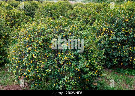 Limoni maturati nei frutteti dell'isola di Sicilia, Italia Foto Stock