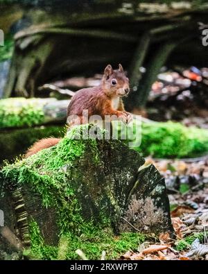 Dülmen, Münsterland, Germania. 26 settembre 2023. Uno scoiattolo rosso eurasiatico (Sciurus vulgaris) foraggia le noci in fitti boschi autunnali nella campagna di Münsterland. Lo scoiattolo rosso è diminuito in numero in tutta Europa a causa della perdita di habitat e di specie invasive come lo scoiattolo grigio. Crediti: Imageplotter/Alamy Live News Foto Stock