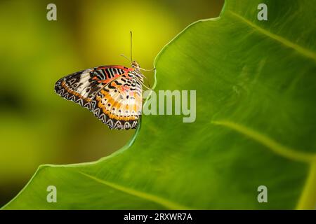 Una perfetta farfalla arancio arancio è appollaiata su un bordo di foglie giganti in una serra. Foto Stock