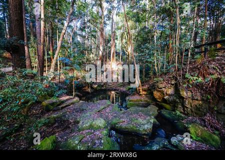 Circuito delle cascate di Kondalilla presso le cascate Kondalilla nel Kondalilla National Park in una calda giornata invernale nei pressi di Montville, nel Queensland, Australia Foto Stock