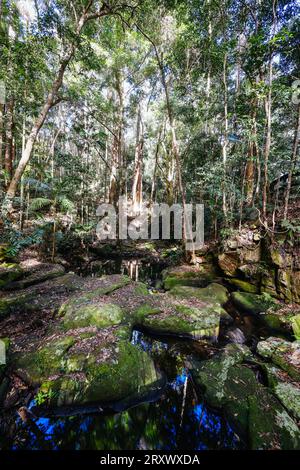 Circuito delle cascate di Kondalilla presso le cascate Kondalilla nel Kondalilla National Park in una calda giornata invernale nei pressi di Montville, nel Queensland, Australia Foto Stock