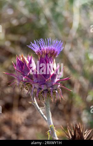 Fioritura di carciofi selvatici nella natura. Cynara cardunculus carporpora fiore Foto Stock