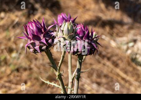 Fioritura di carciofi selvatici nella natura. Cynara cardunculus carporpora fiore Foto Stock
