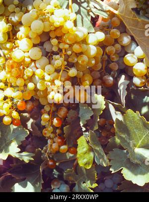 Uva bianca che cresce sulla vite di Cuenca in Spagna. Grande grappolo di uva bianca in un vigneto spagnolo. Industria vitivinicola in Europa Foto Stock