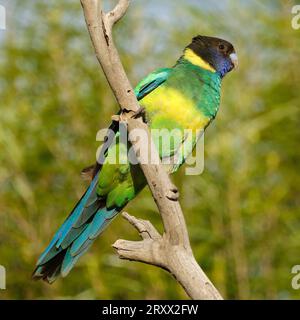 Pappagallo australiano, Barnardius zonarius subspecies zonarius, noto anche come pappagallo di Port Lincoln, arroccato su un ramo. Foto Stock