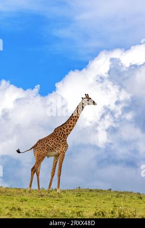 Una giraffa masai matura, Giraffa tippelskirchi, contro un cielo estivo. Masai Mara, Kenya. Foto Stock