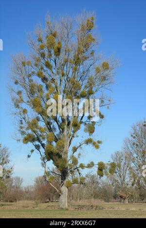 Mistletoe --Viscum album--on Poplar Tree in Renania, Germania Foto Stock