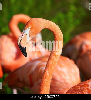 Caribbean o American Flamingo Phoenicopterus ruber ruber presso lo Slimbridge Wildfowl and Wetlands Centre nel Gloucestershire, Regno Unito Foto Stock