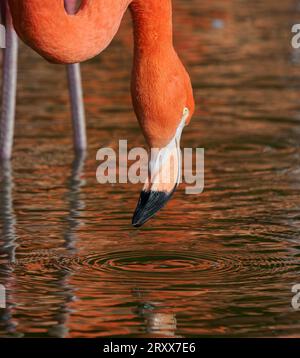 Caribbean o American Flamingo Phoenicopterus ruber ruber presso lo Slimbridge Wildfowl and Wetlands Centre nel Gloucestershire, Regno Unito Foto Stock